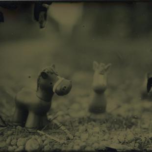 Burbul horses
