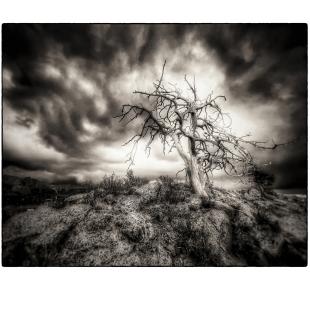 Vedauvoo | Rick Houchin | $95