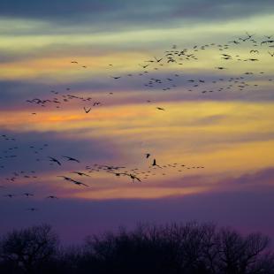 crane_flight_web.jpg