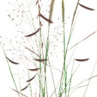 Perennial Polyculture I