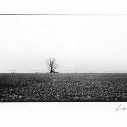 Stuck in the Middle | David Lovekin | $400