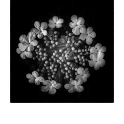 Garden Flower | Rick Houchin | $95