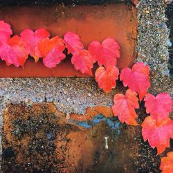 Leagues of Ivy | Rick Houchin | $425