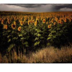 Sun Seekers Mini | Rick Houchin | $95