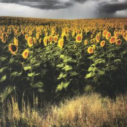 Sun Seekers | Rick Houchin | $375