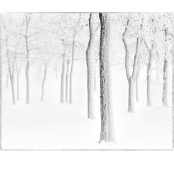 Trees in Snow Mini | Rick Houchin | $95