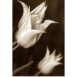 Two Tulips | Rick Houchin | $95