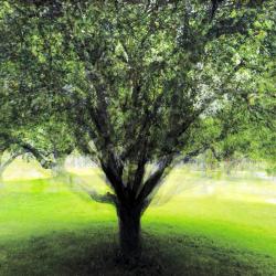 Verdance | Rick Houchin | $375