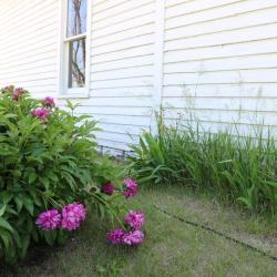 Peonies at the Pavelka Farmstead.