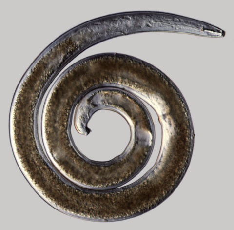 Microscopic photograph of nematode found at Willa Cather Memorial Prairie