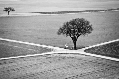 1002_tree_at_a_crossroads.jpg 1002_tree_at_a_crossroads.jpg