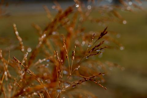 bluestem.jpg bluestem.jpg