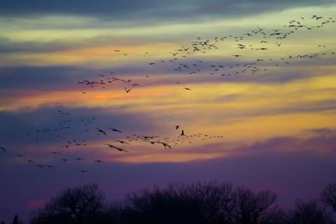 crane_flight_web.jpg crane_flight_web.jpg