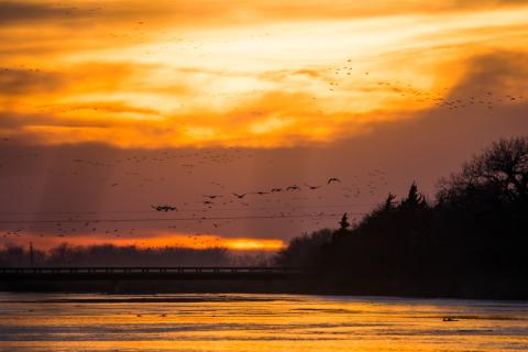 cranes_over_sunset.jpg cranes_over_sunset.jpg