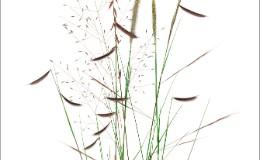 essig17-perrennial_polyculture_i_for_website_-_copy.jpg Perennial Polyculture I