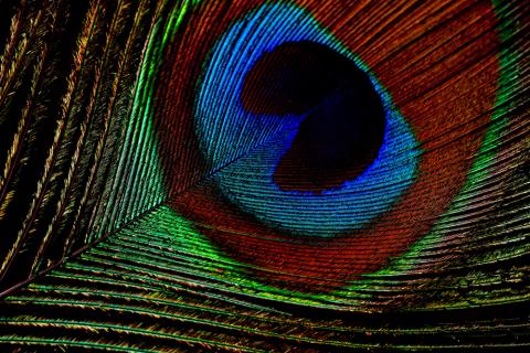 peacock.jpg peacock.jpg