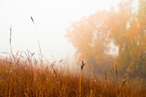 prairie3web.jpg prairie3web.jpg