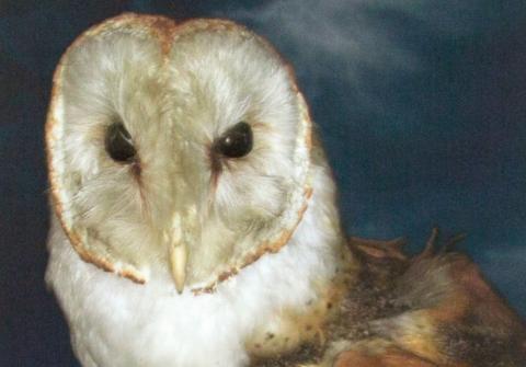 thomas_barn_owl_5507_cropped_banner.jpg thomas_barn_owl_5507_cropped_banner.jpg